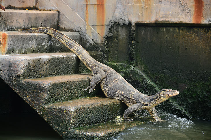A water monitor