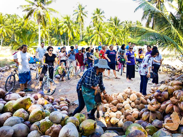 Thailand Coconut Farm