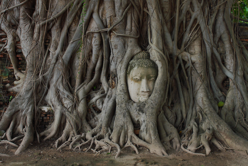 #1 Thing To Do in Ayutthaya - Wat Mahathat